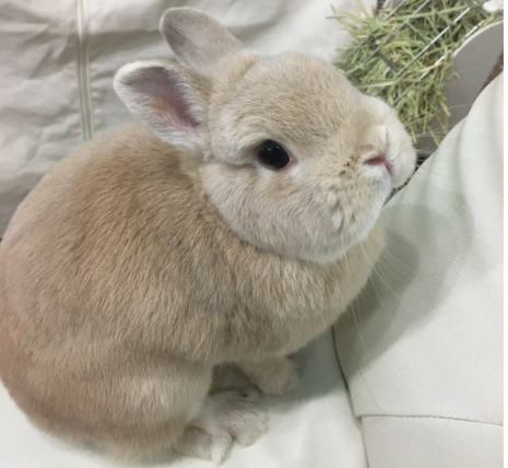 希少 癒しの動物カフェ Wagayaジャーナル