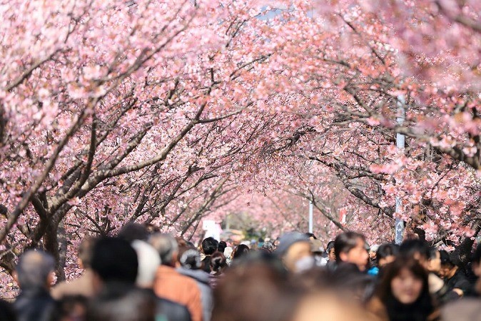 日本的四季 春夏秋冬 春篇 在日台灣人查詢租房租屋信息找wagaya Japan